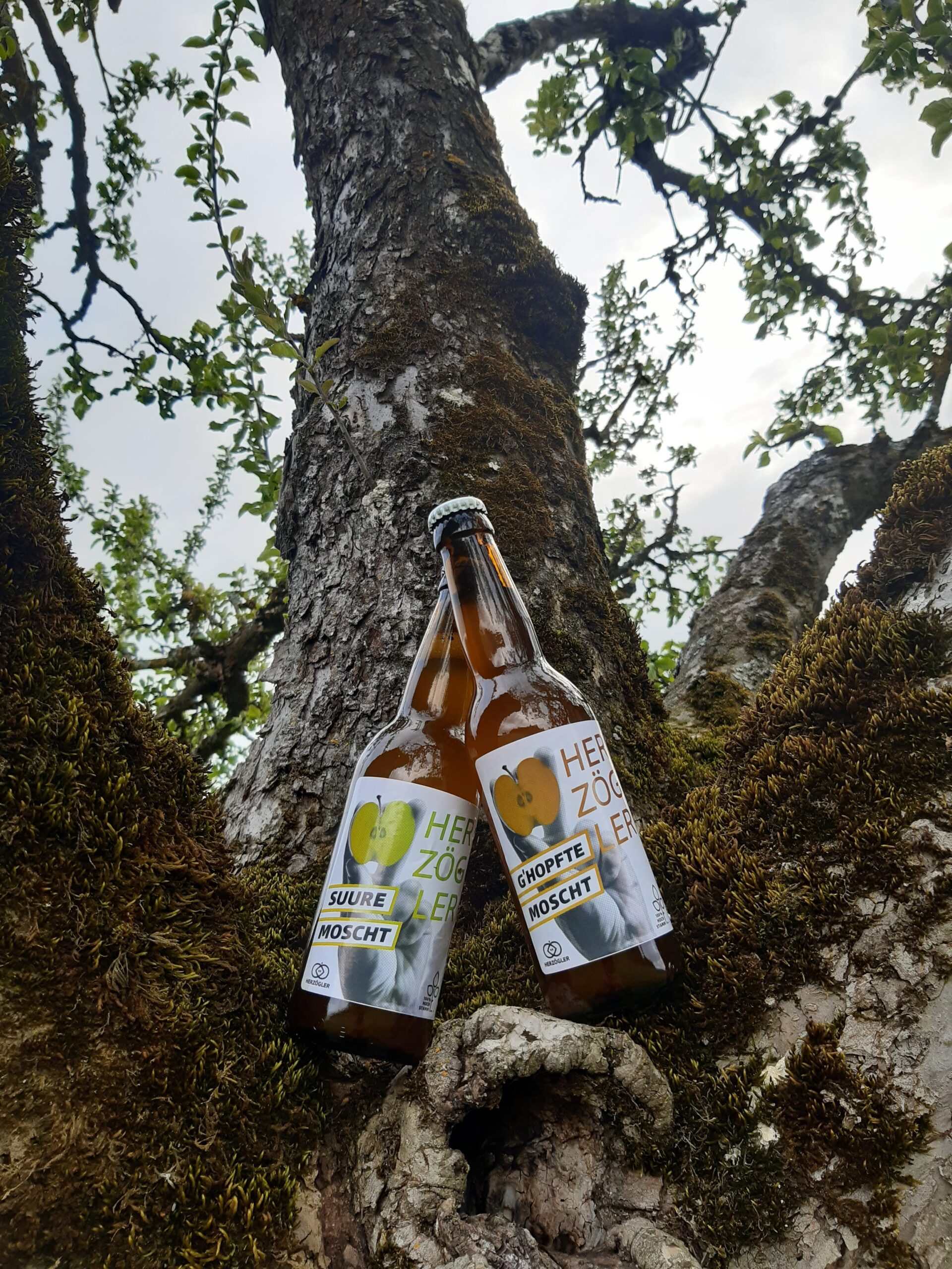 Feinster Cider aus dem Luzerner Seetal